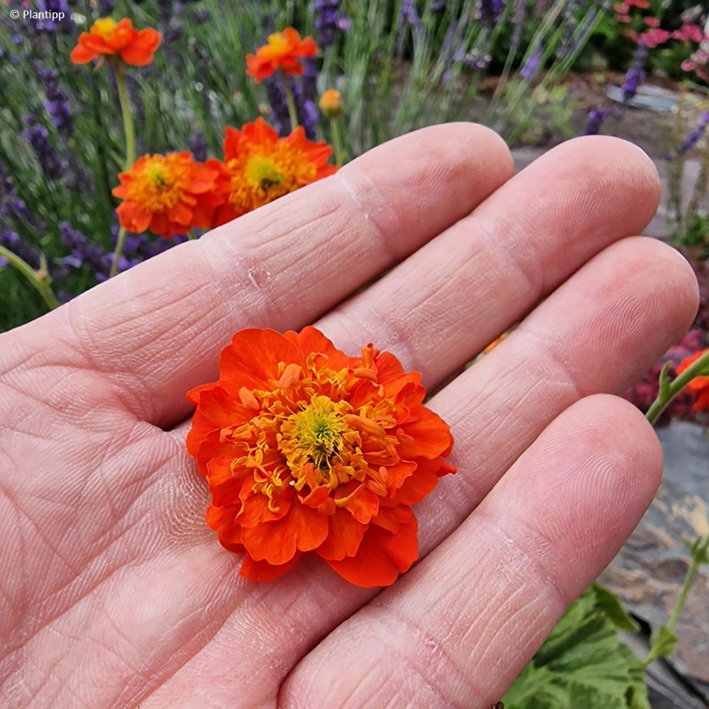 Geum Orange Pumpkin - Hierba del Clavo
