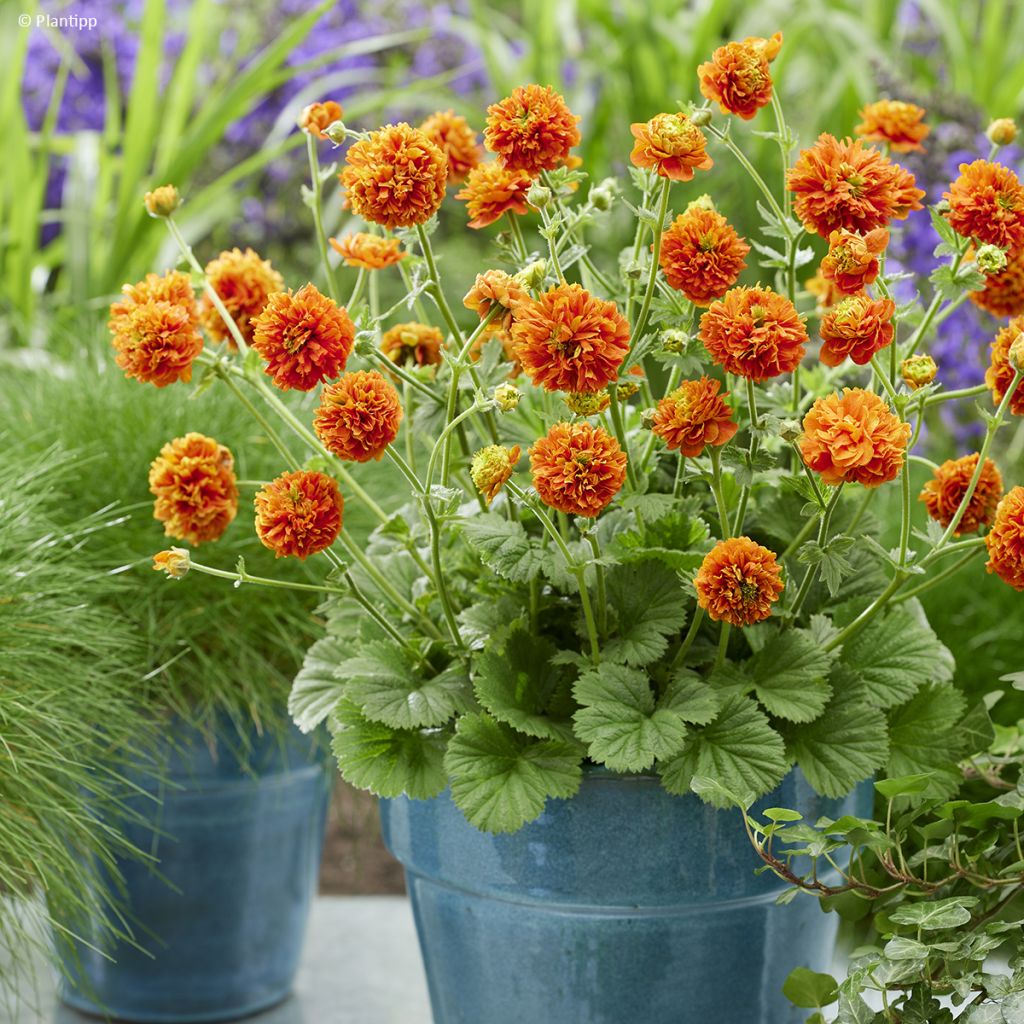 Geum Orange Pumpkin - Hierba del Clavo