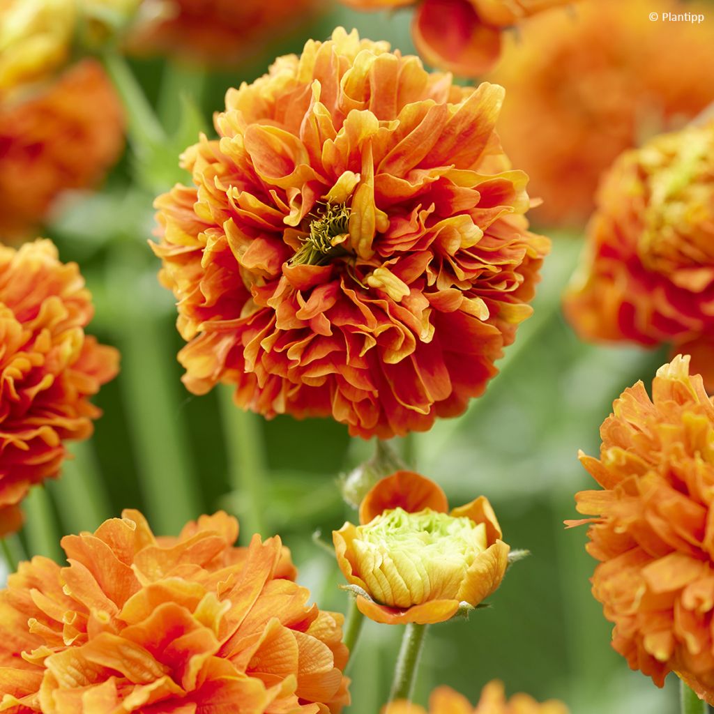 Geum Orange Pumpkin - Hierba del Clavo