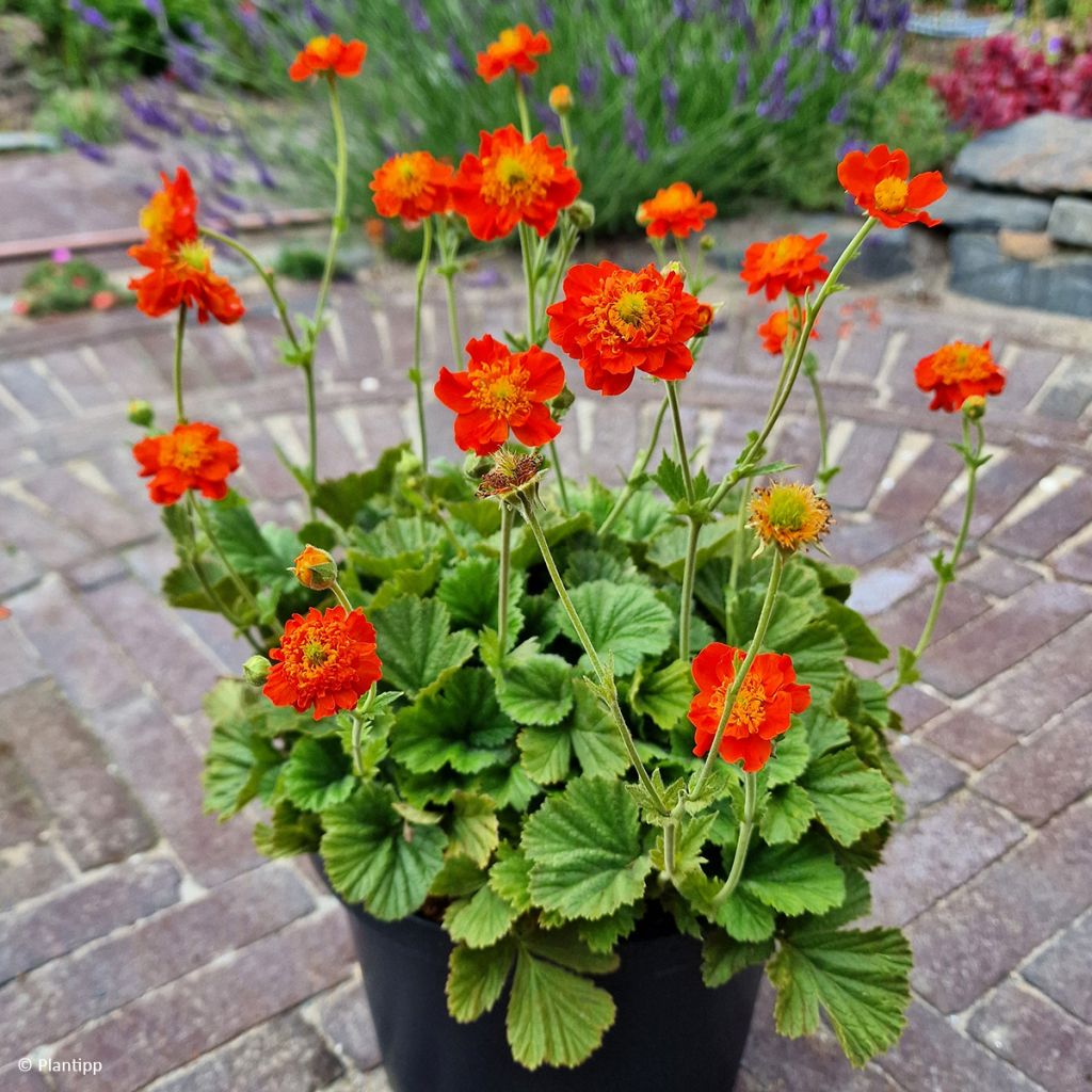 Geum Orange Pumpkin - Hierba del Clavo