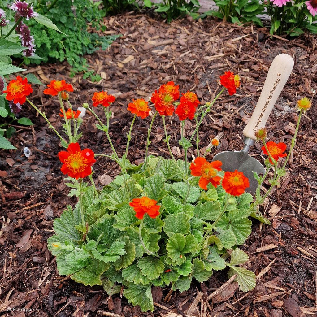 Geum Orange Pumpkin - Hierba del Clavo