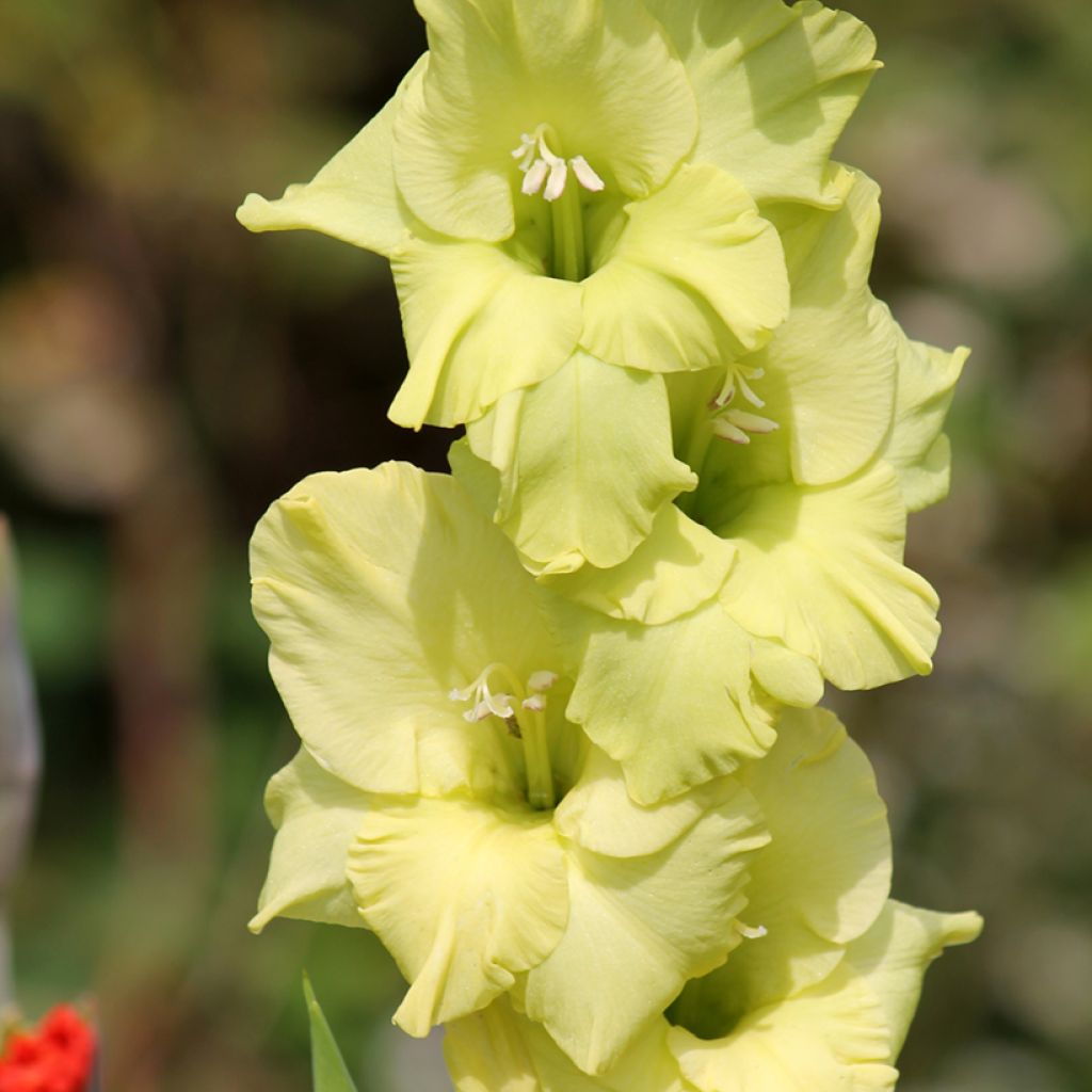 Gladiolo Green Star