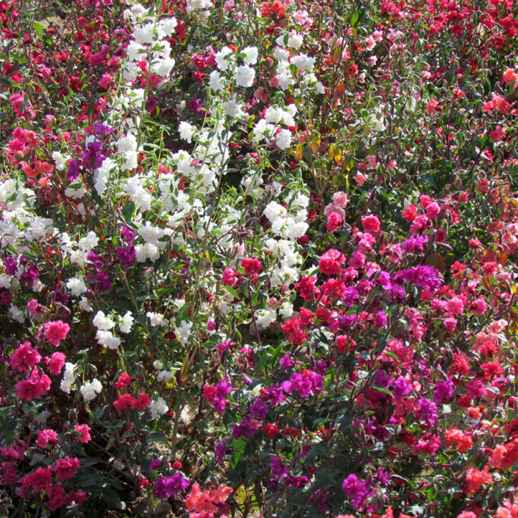 Godetia unguiculata Excellent mix