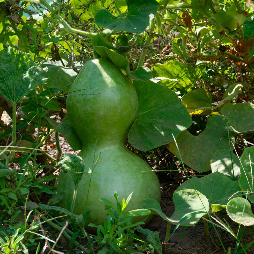 Porongo Pélerine