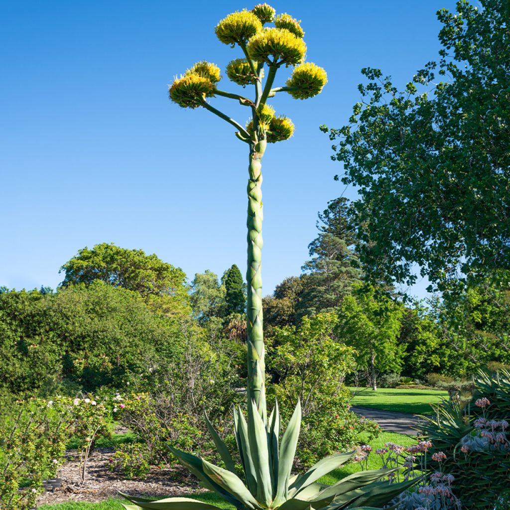 Graines d'Agave salmiana