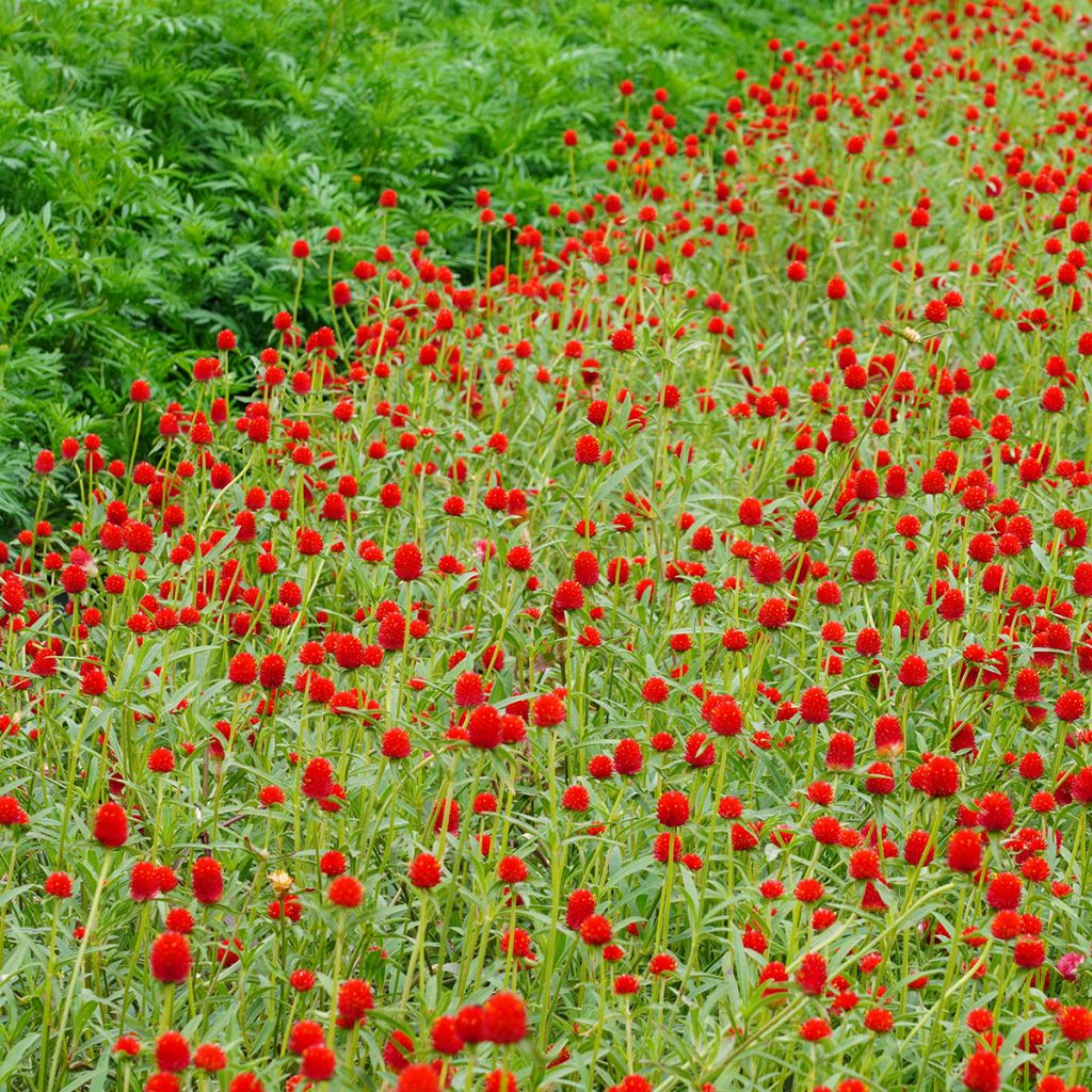 Gomphrena haageana Strawberry Fields