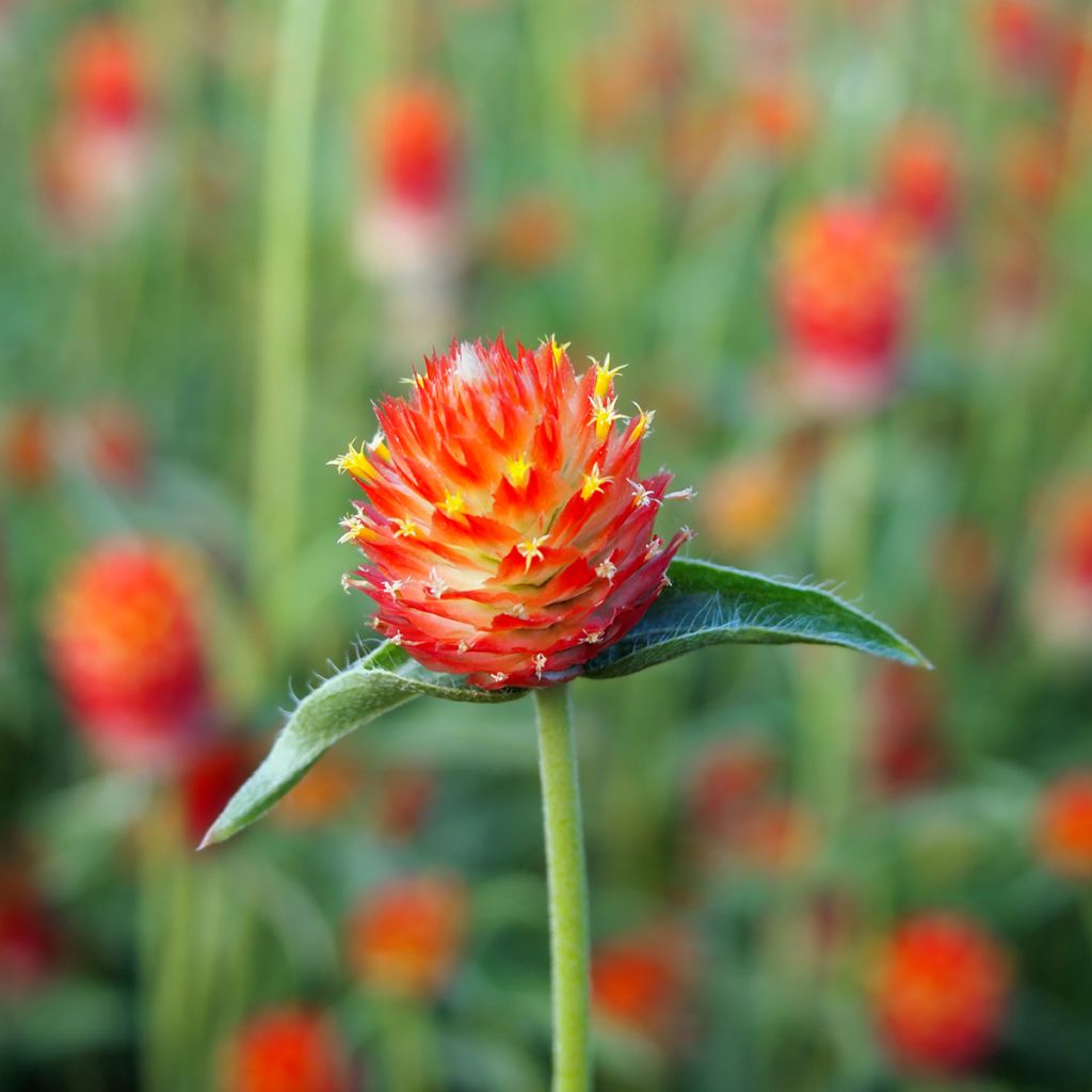 Gomphrena haageana Strawberry Fields