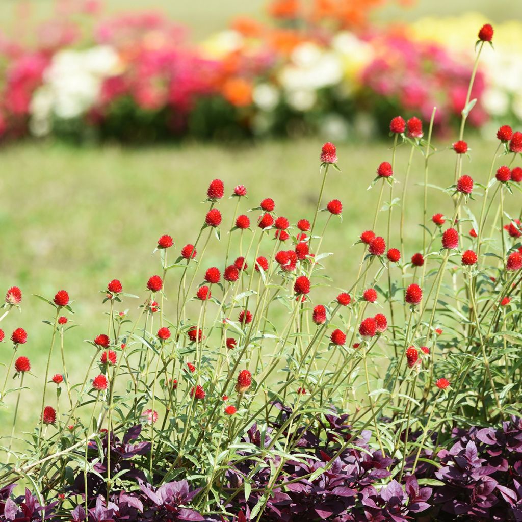 Gomphrena haageana Strawberry Fields