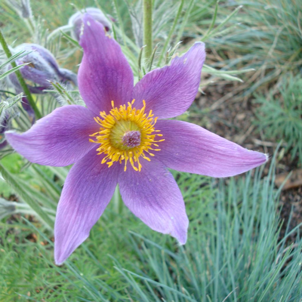 Pulsatilla vulgaris - Anémone pulsatille, Coquerelle, Fleur de Pâques