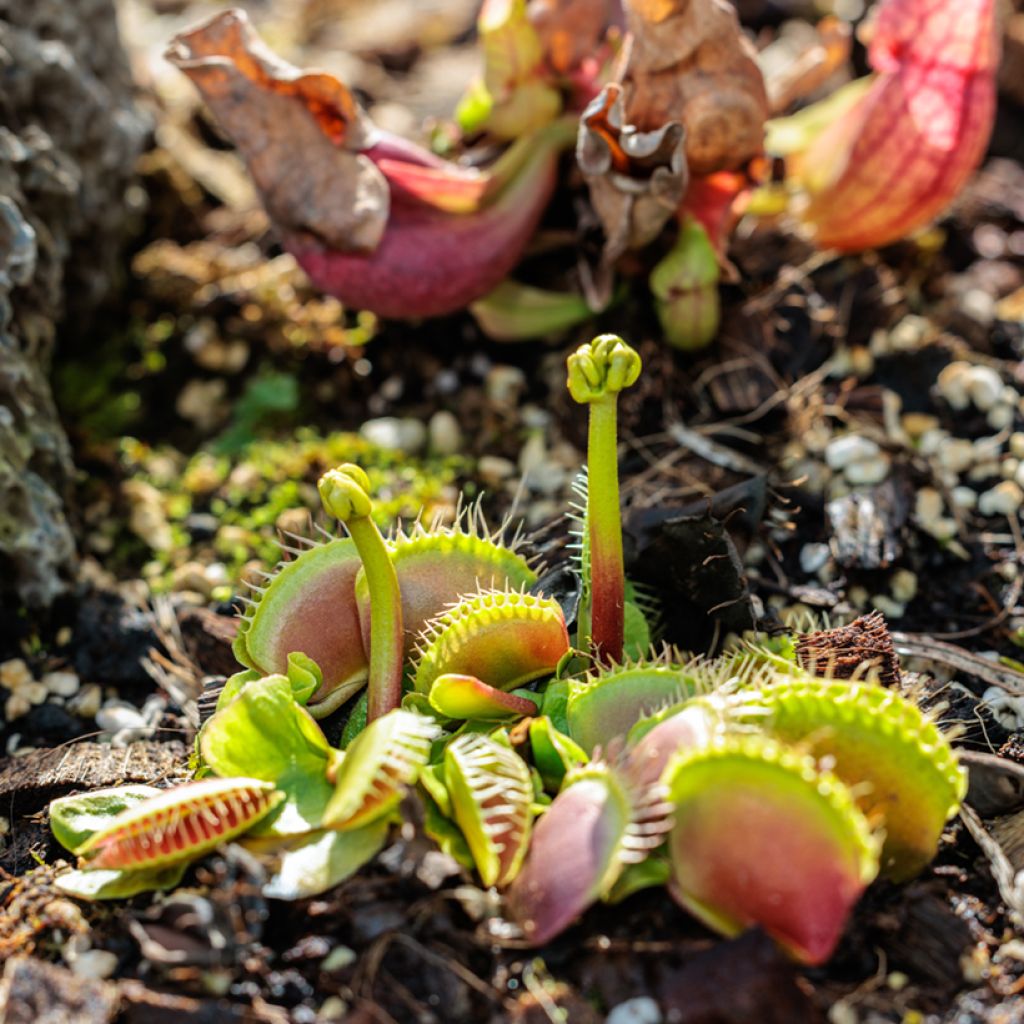 Graines d'Attrape-mouches - Dionaea muscipula