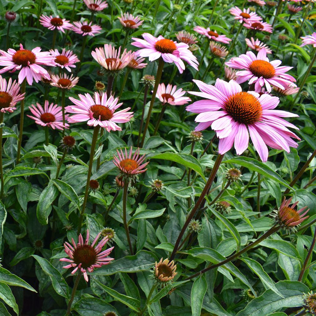 Echinacea purpurea Magnus (semillas)