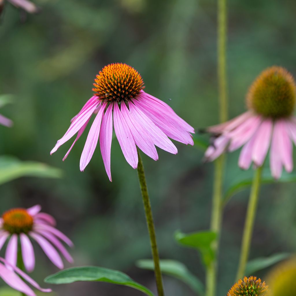 Echinacea purpurea Magnus (semillas)