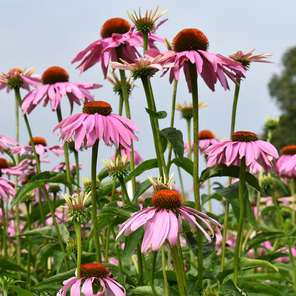 Echinacea purpurea Magnus (semillas)