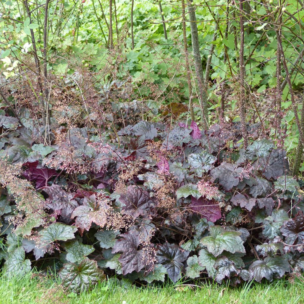 Heuchera micrantha Palace Purple (semillas) - Campana de coral