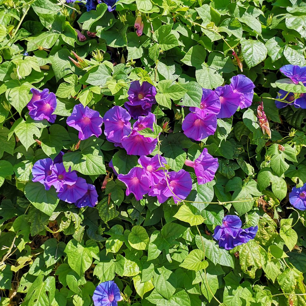 Ipomoea purpurea Grandpa Ott
