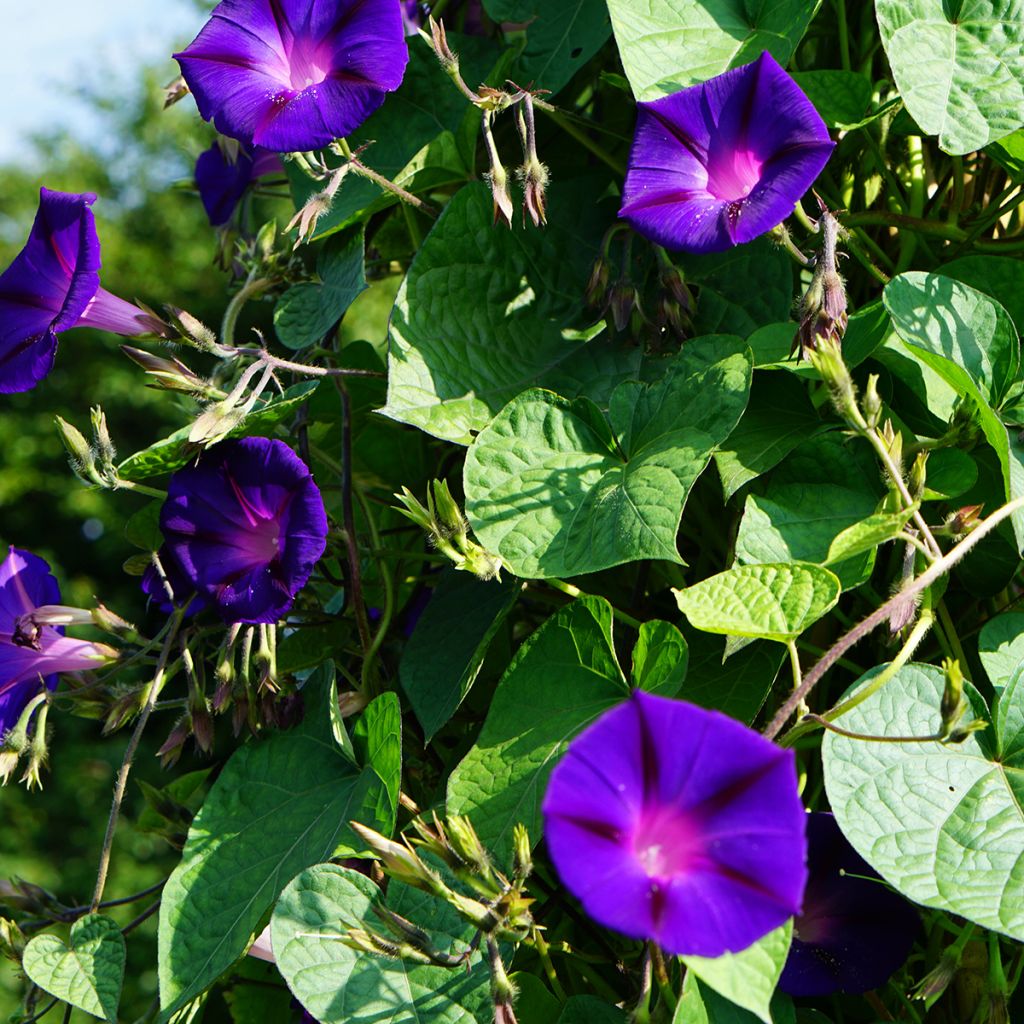 Ipomoea purpurea Grandpa Ott