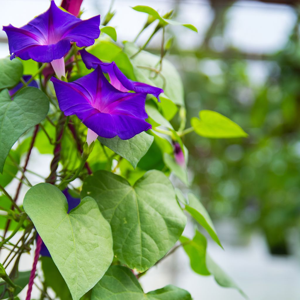 Ipomoea purpurea Grandpa Ott