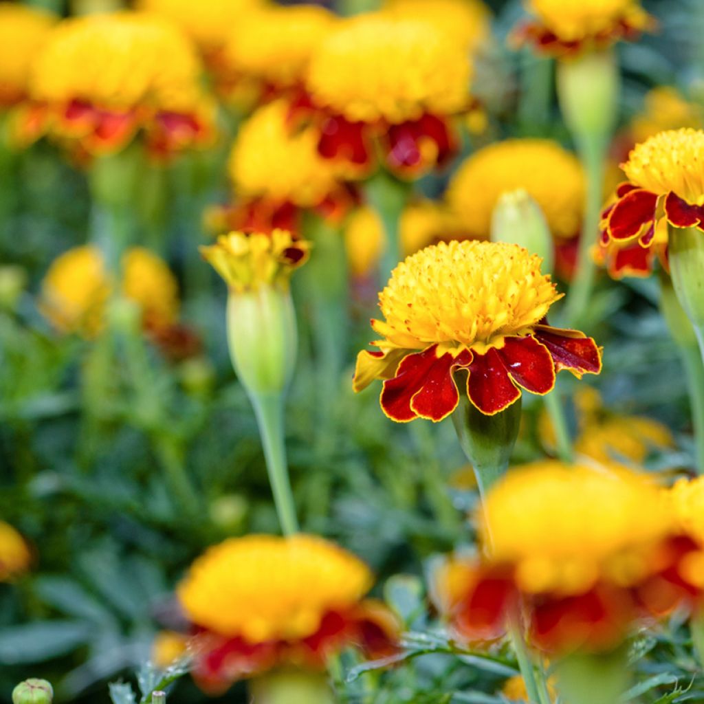 Tagetes patula Tiger Eyes - Rose d'Inde, Tagète rose d'Inde, Tagète érigé