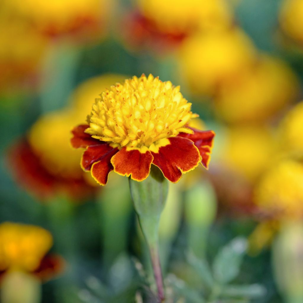 Tagetes patula Tiger Eyes - Rose d'Inde, Tagète rose d'Inde, Tagète érigé