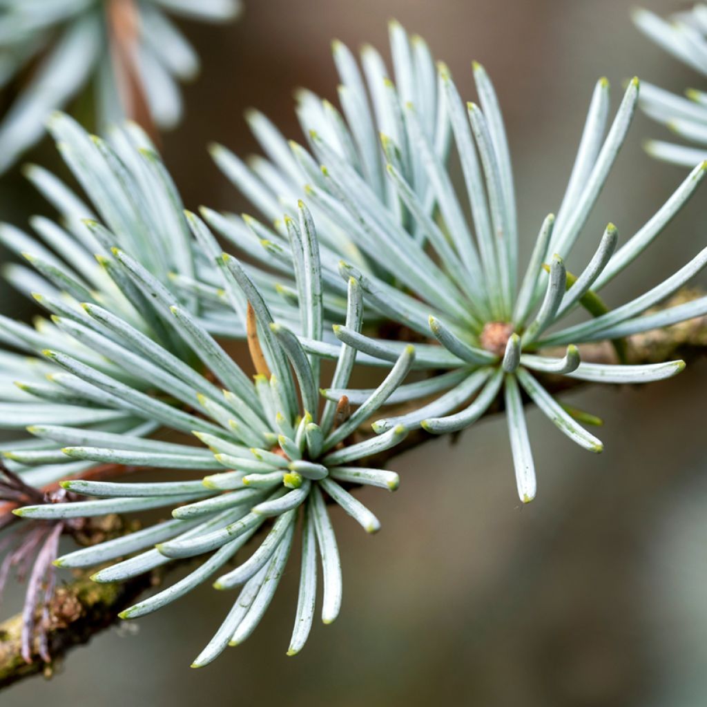 Graines de Cèdre de l'Atlas - Cedrus atlantica