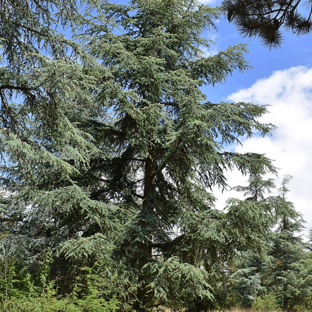 Graines de Cèdre de l'Atlas - Cedrus atlantica
