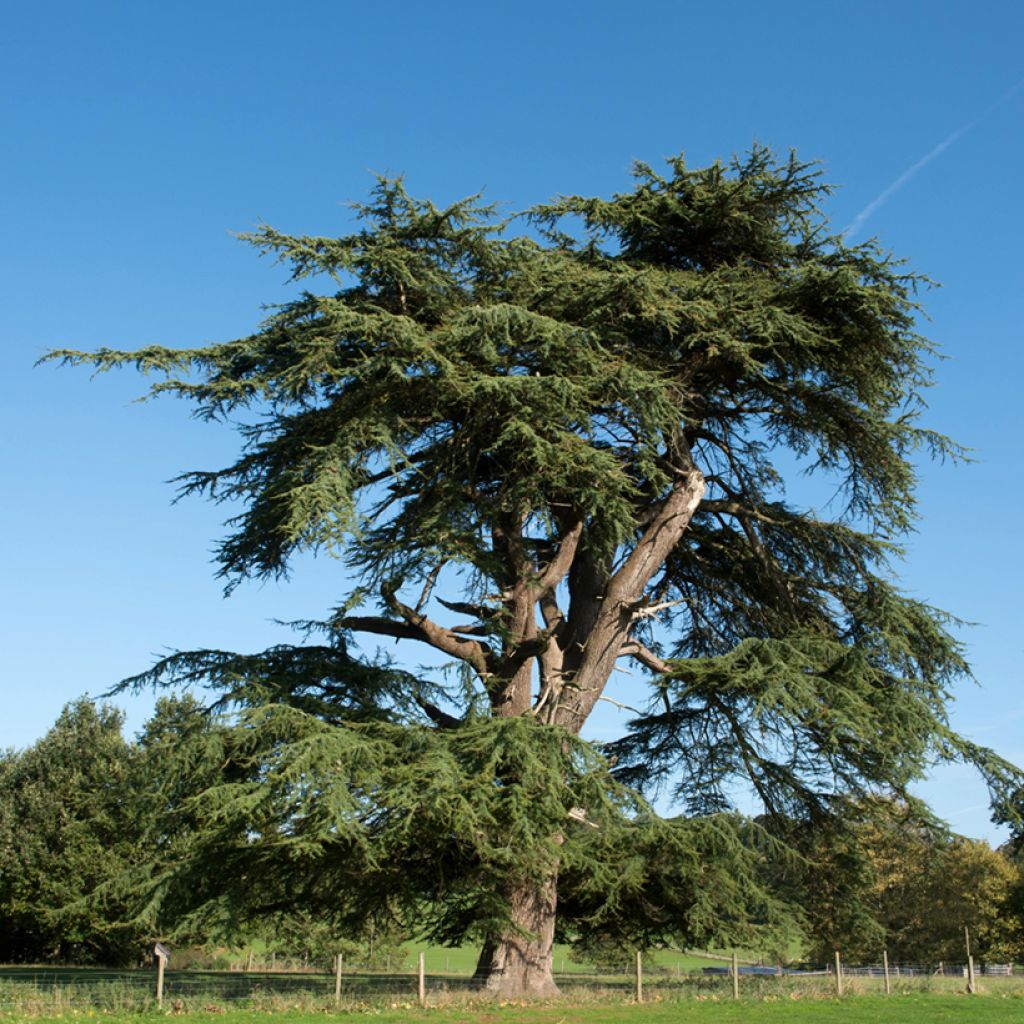 Graines de Cèdre du Liban - Cedrus libani