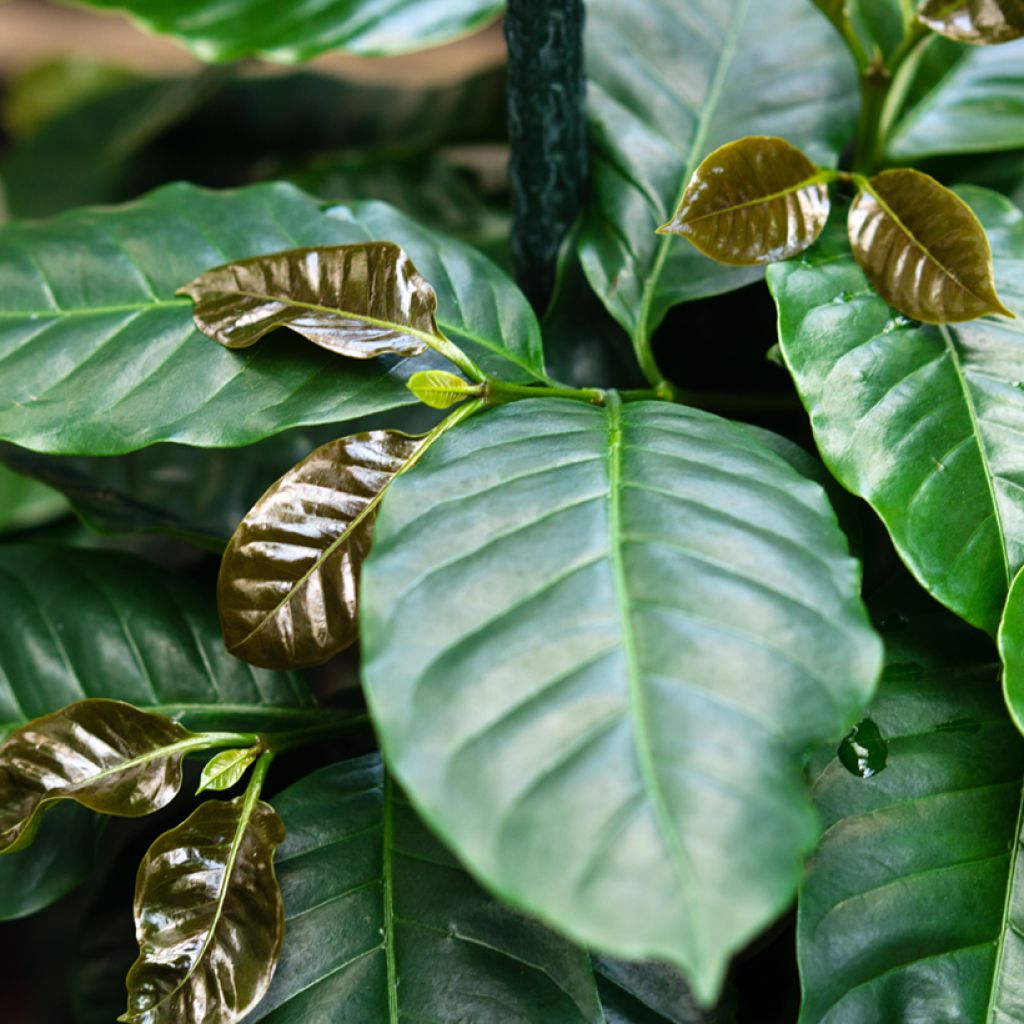 Graines de Caféier - Coffea arabica