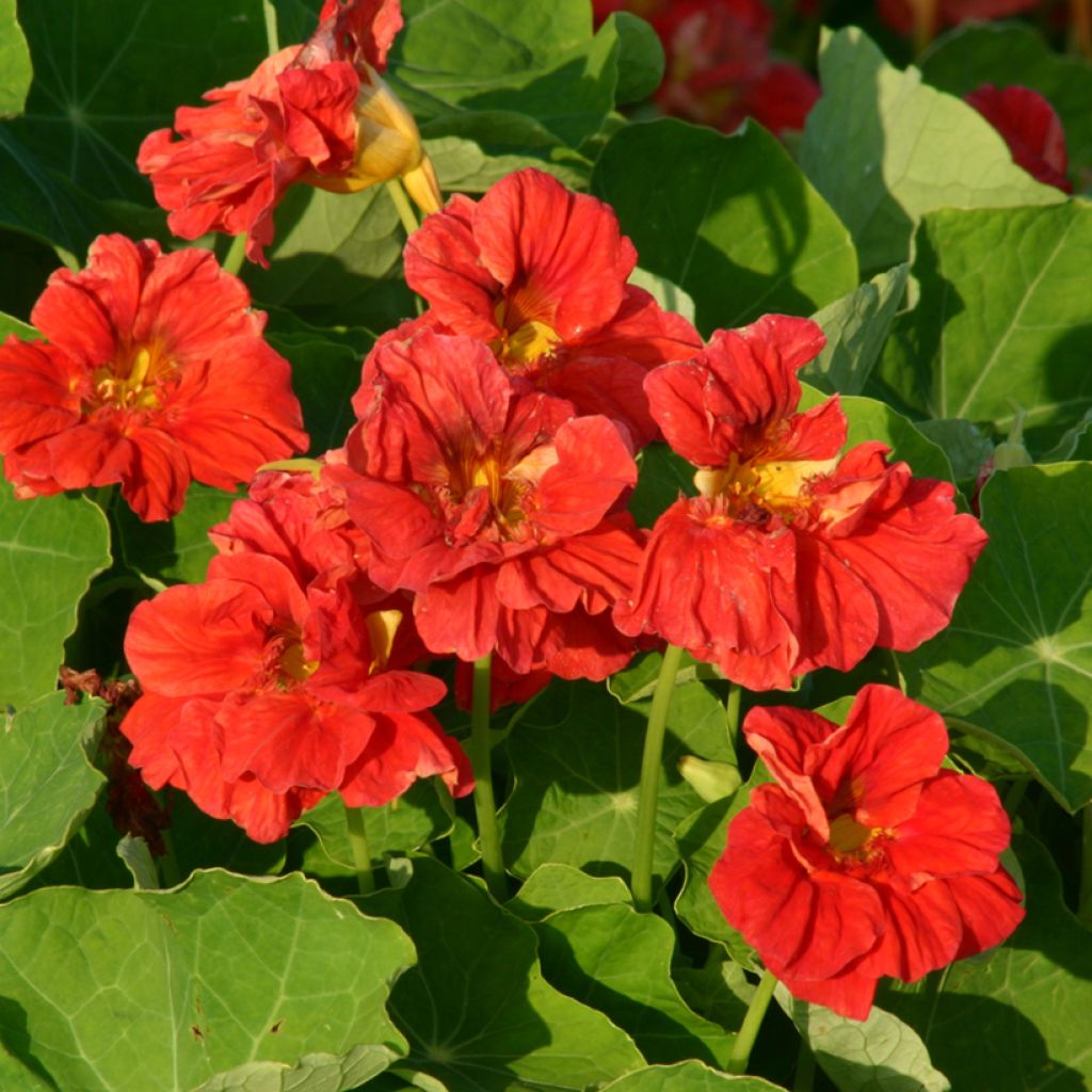 Tropaeolum  Cherrelle - Nasturtium, Indian Cress