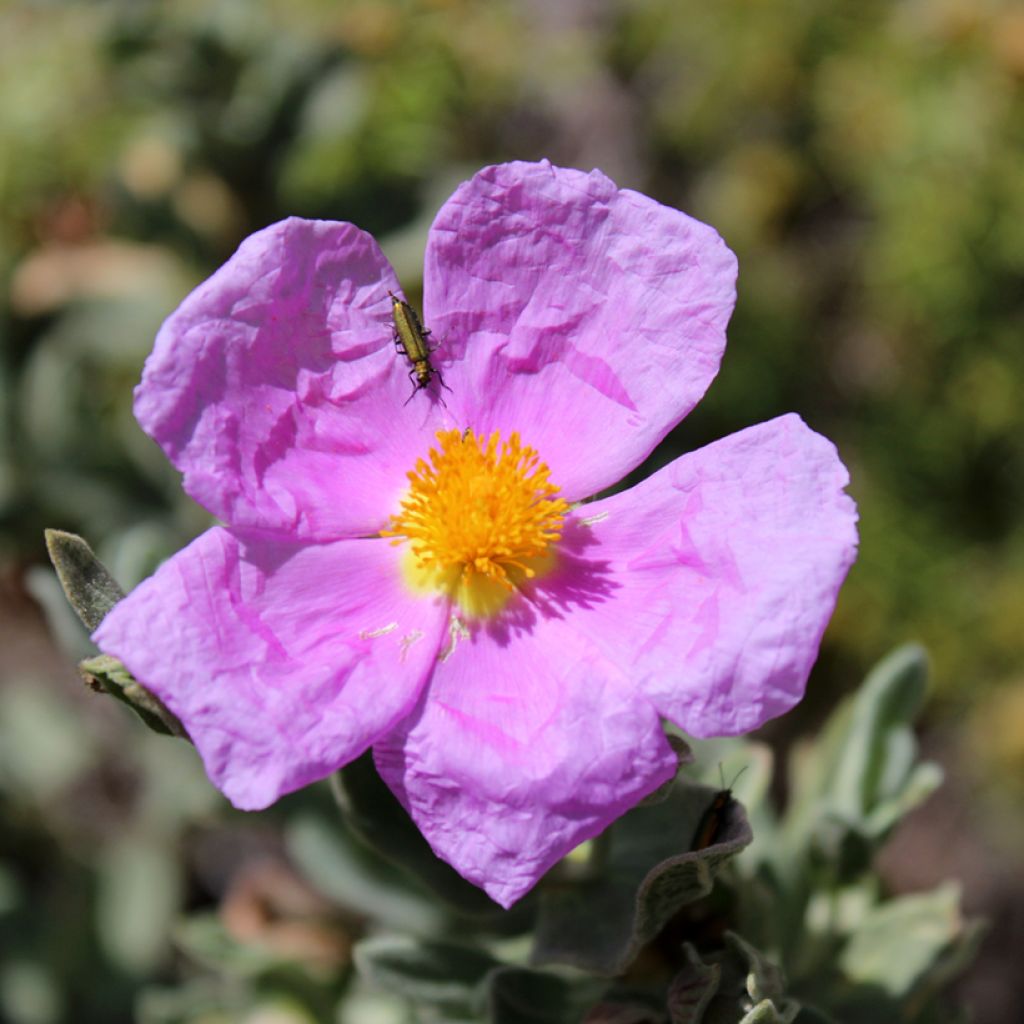Graines de Ciste cotonneux - Cistus albidus