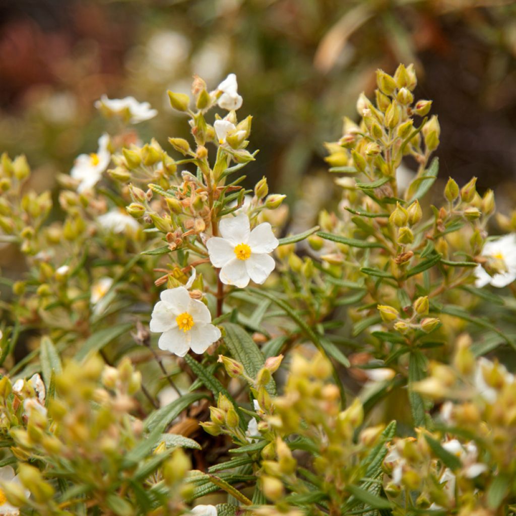 Graines de Ciste de Montpellier - Cistus monspeliensis
