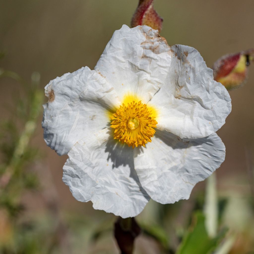 Graines de Ciste de Montpellier - Cistus monspeliensis
