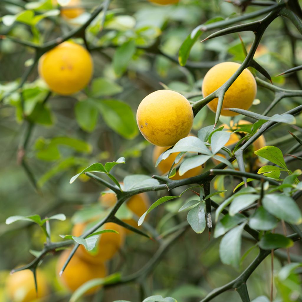 Graines de Citronnier épineux - Poncirus trifoliata