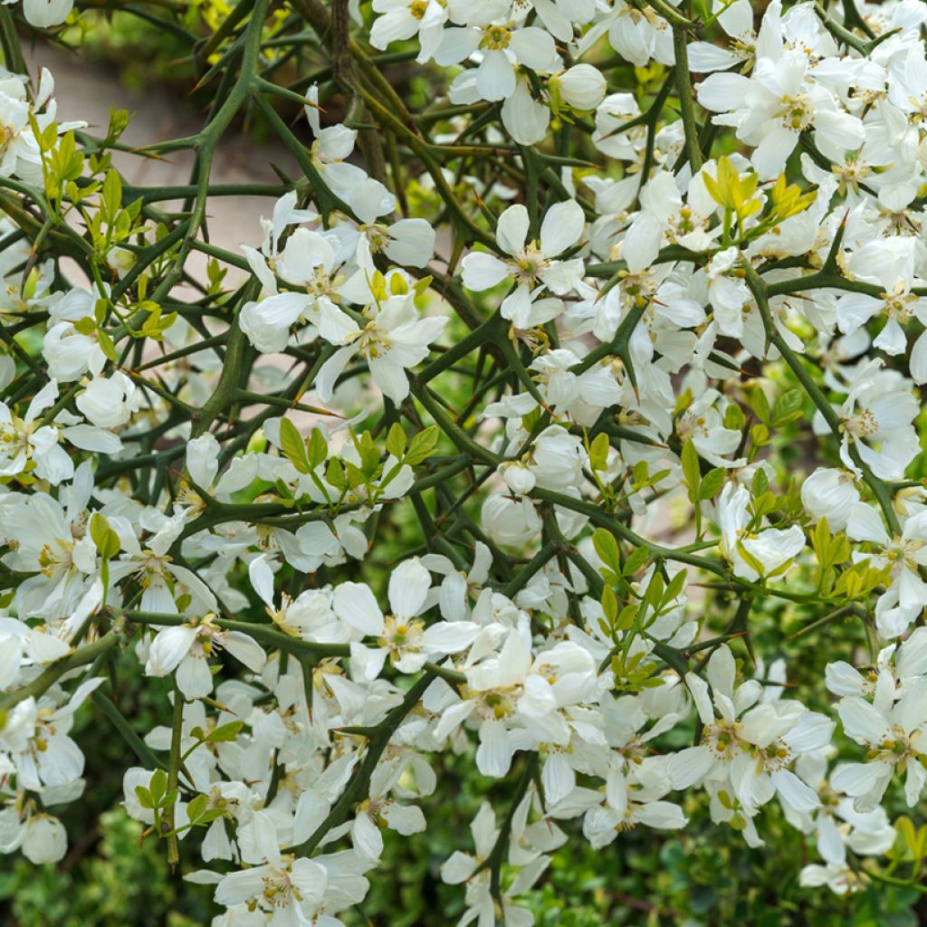 Graines de Citronnier épineux - Poncirus trifoliata