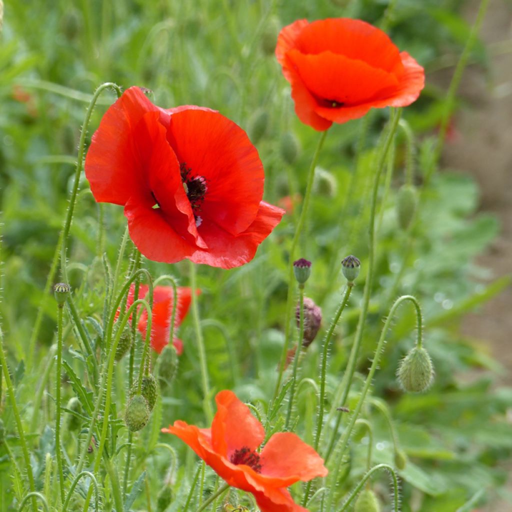 Papaver rhoeas - Common poppy, Corn poppy, Field poppy