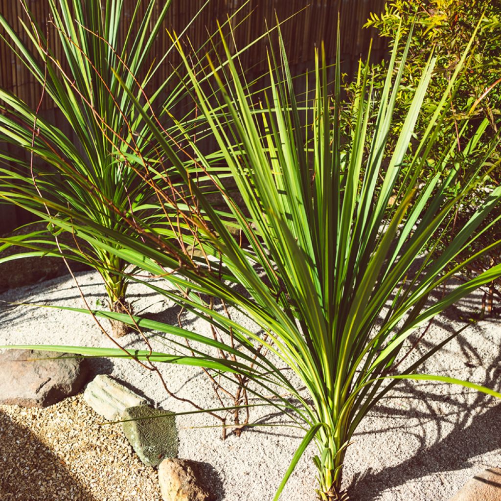 Graines de Cordyline australis (verte)