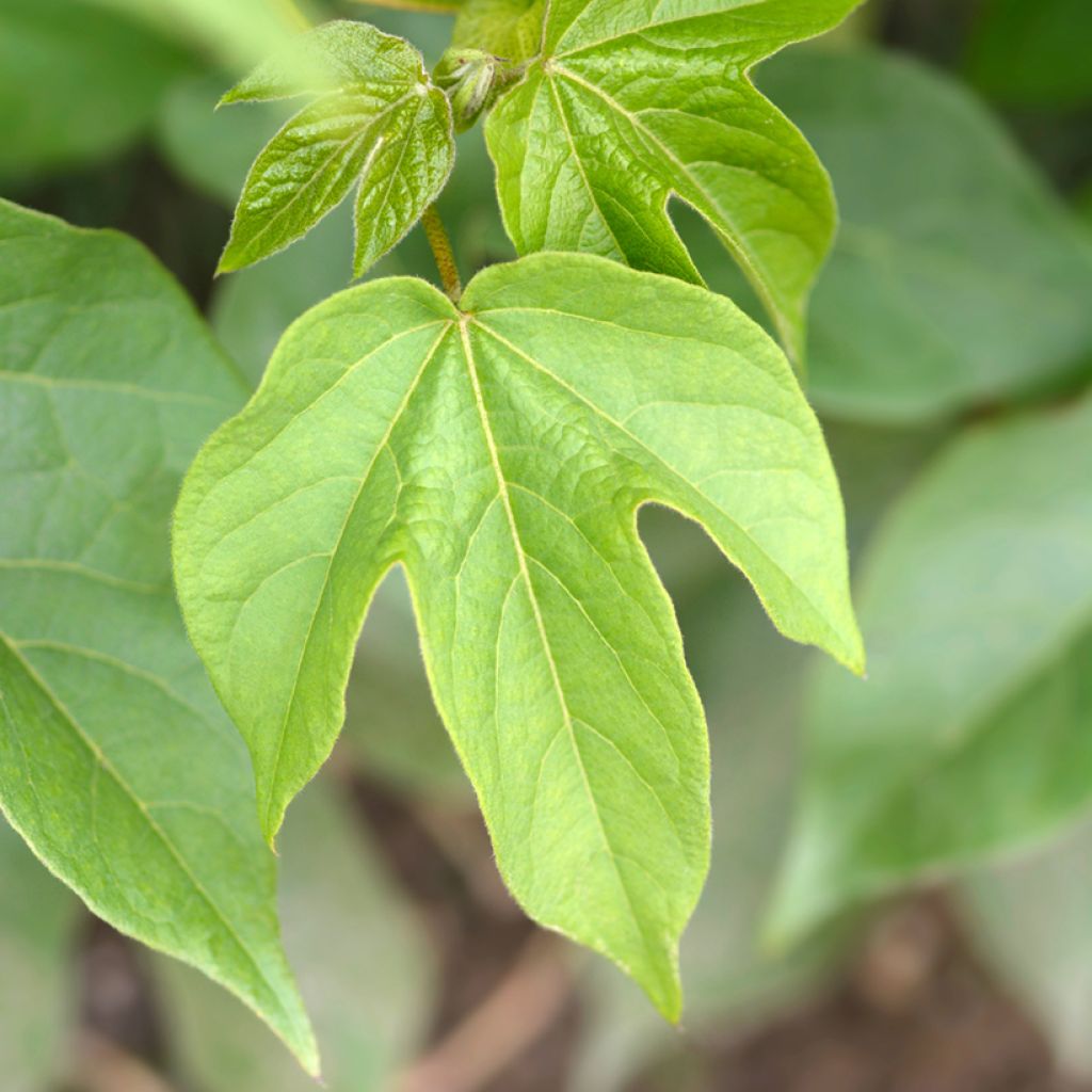 Graines de Coton - Gossypium herbaceum