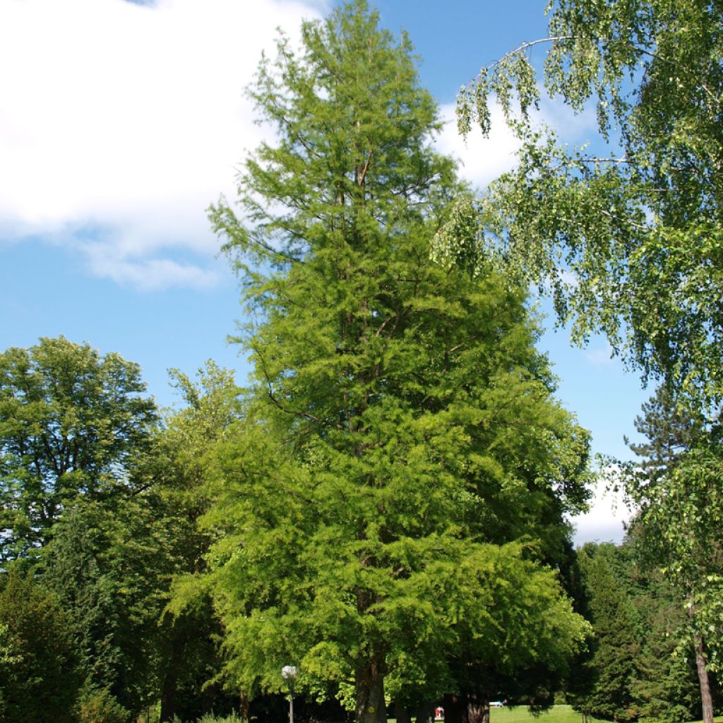 Graines de Cyprès-chauve - Taxodium distichum