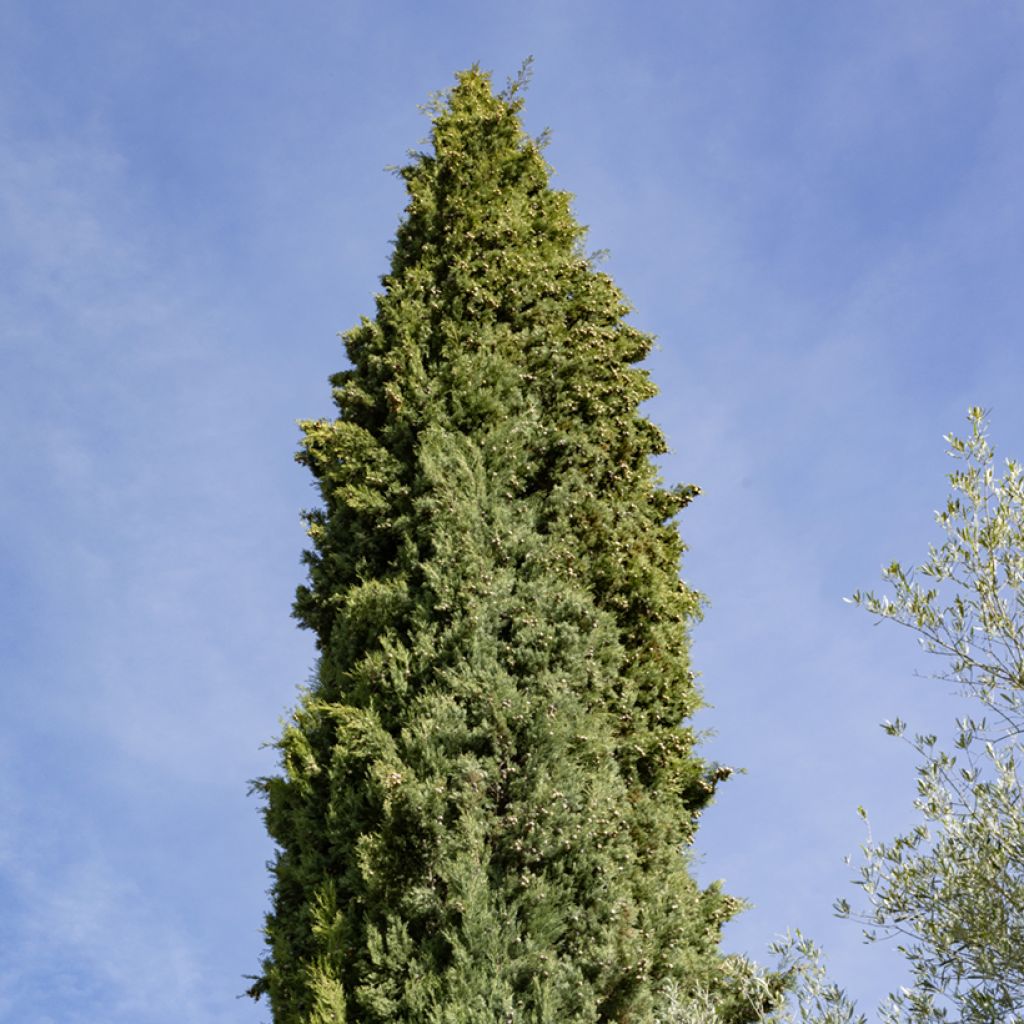 Graines de Cyprès de Provence