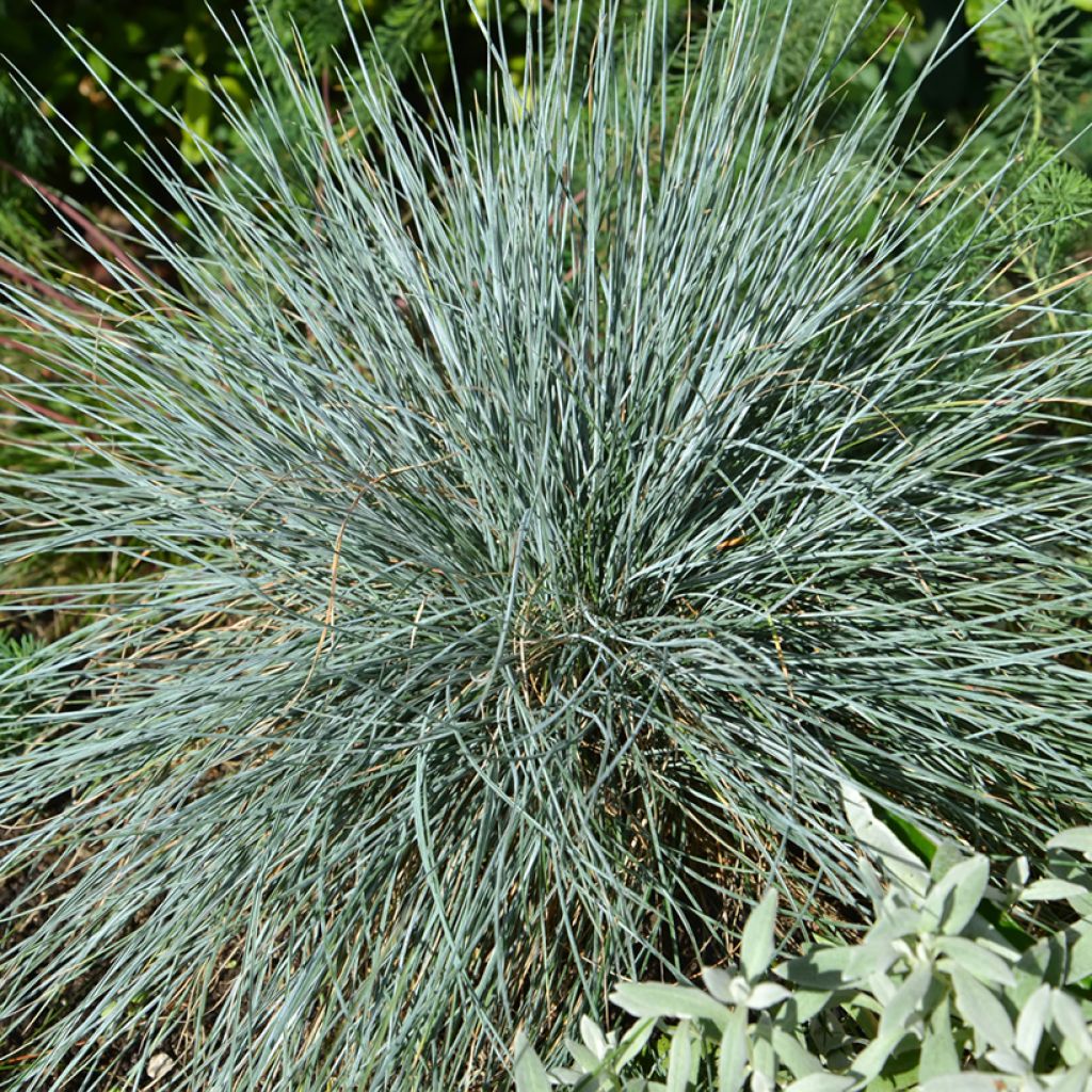 Graines de Fétuque bleue