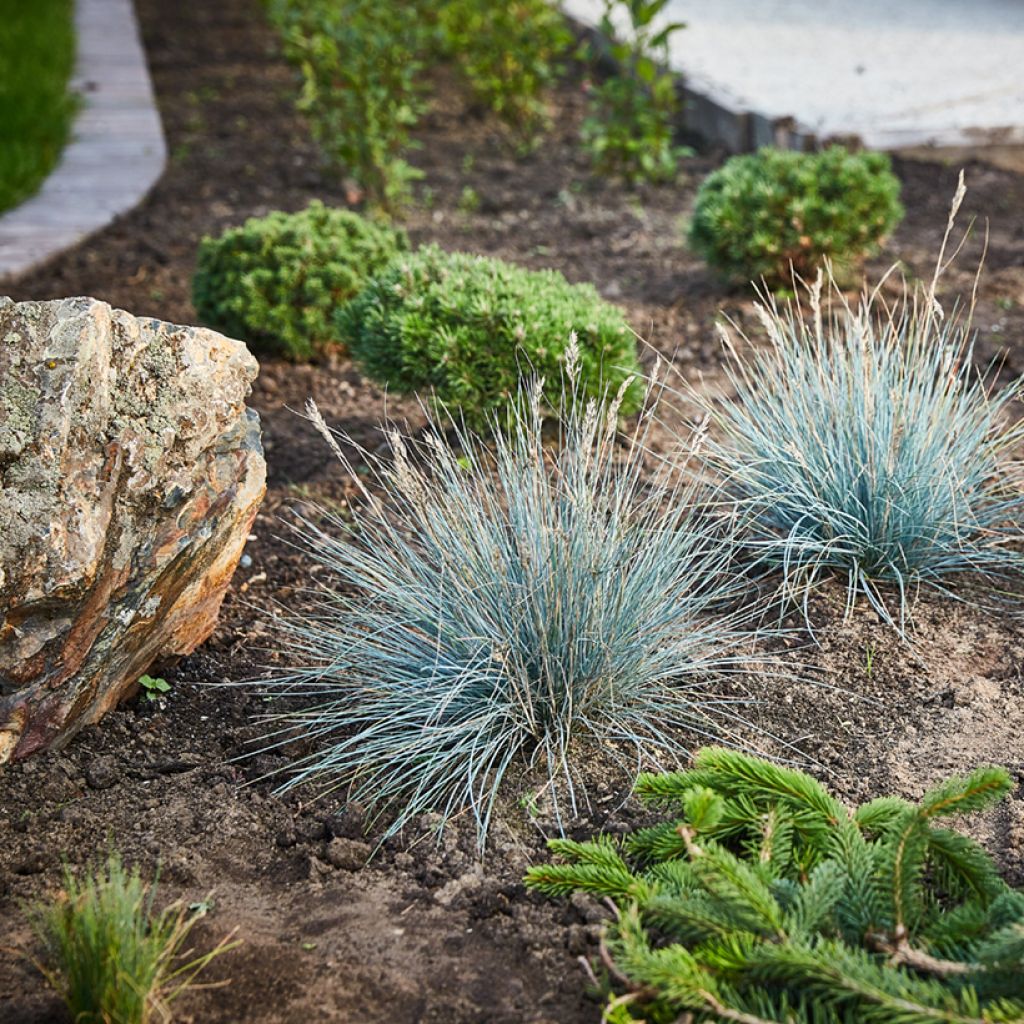 Graines de Fétuque bleue