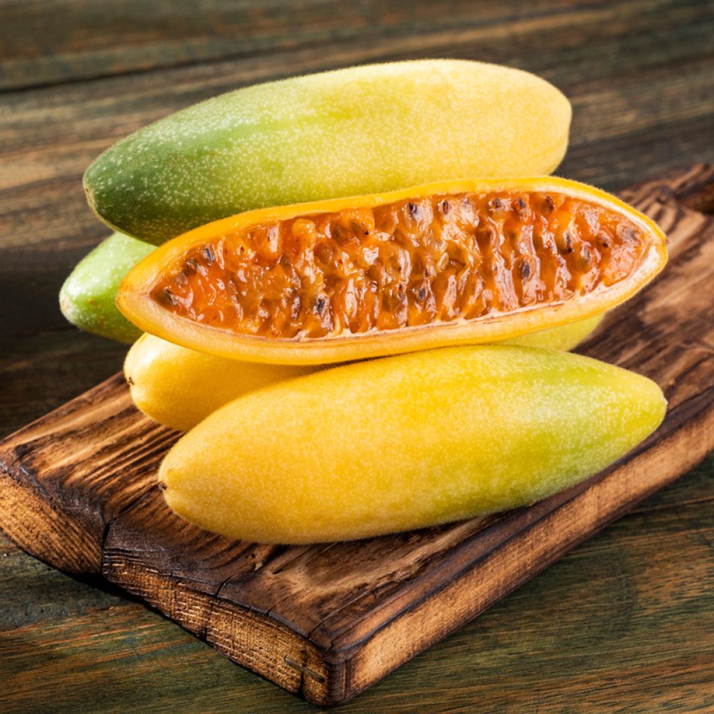 Passiflora tripartita var. mollissima - Banana passionfruit, Banana poka, Curuba.