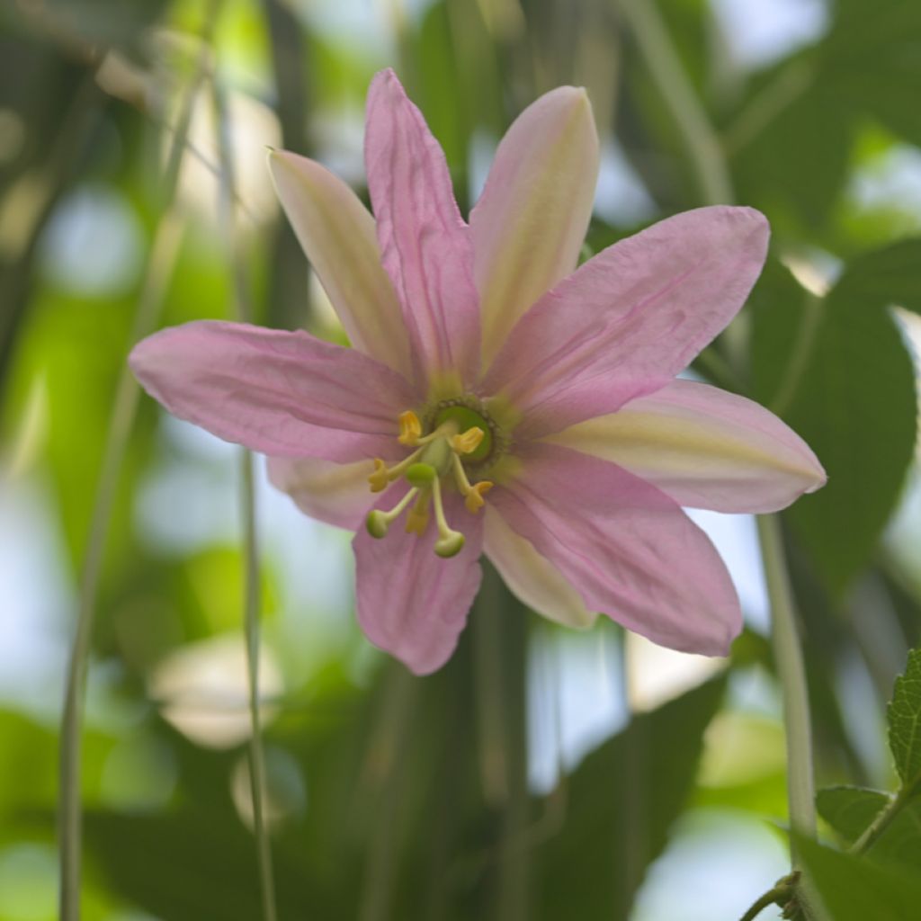 Passiflora tripartita var. mollissima - Banana passionfruit, Banana poka, Curuba.