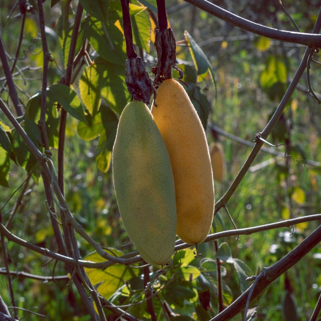 Passiflora tripartita var. mollissima - Banana passionfruit, Banana poka, Curuba.