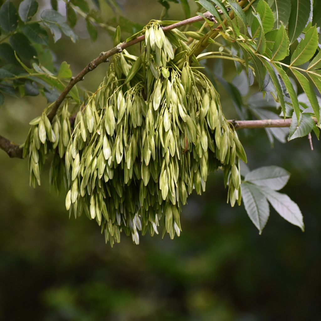 Graines de Frêne - Fraxinus excelsior