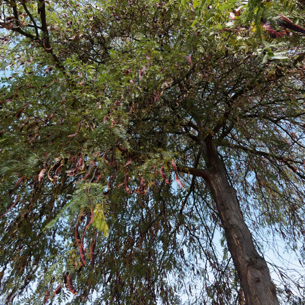 Graines de Févier d'Amérique inerme - Gleditsia triacanthos f. inermis