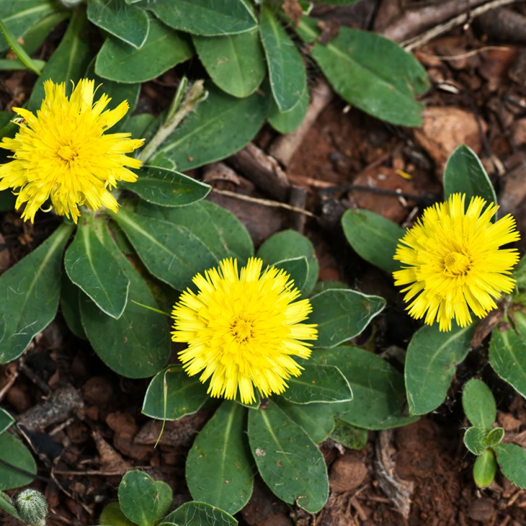Pilosella officinarum - Mouse-ear Hawkweed, Mouse-ear Hawkbit, Mouse-ear.
