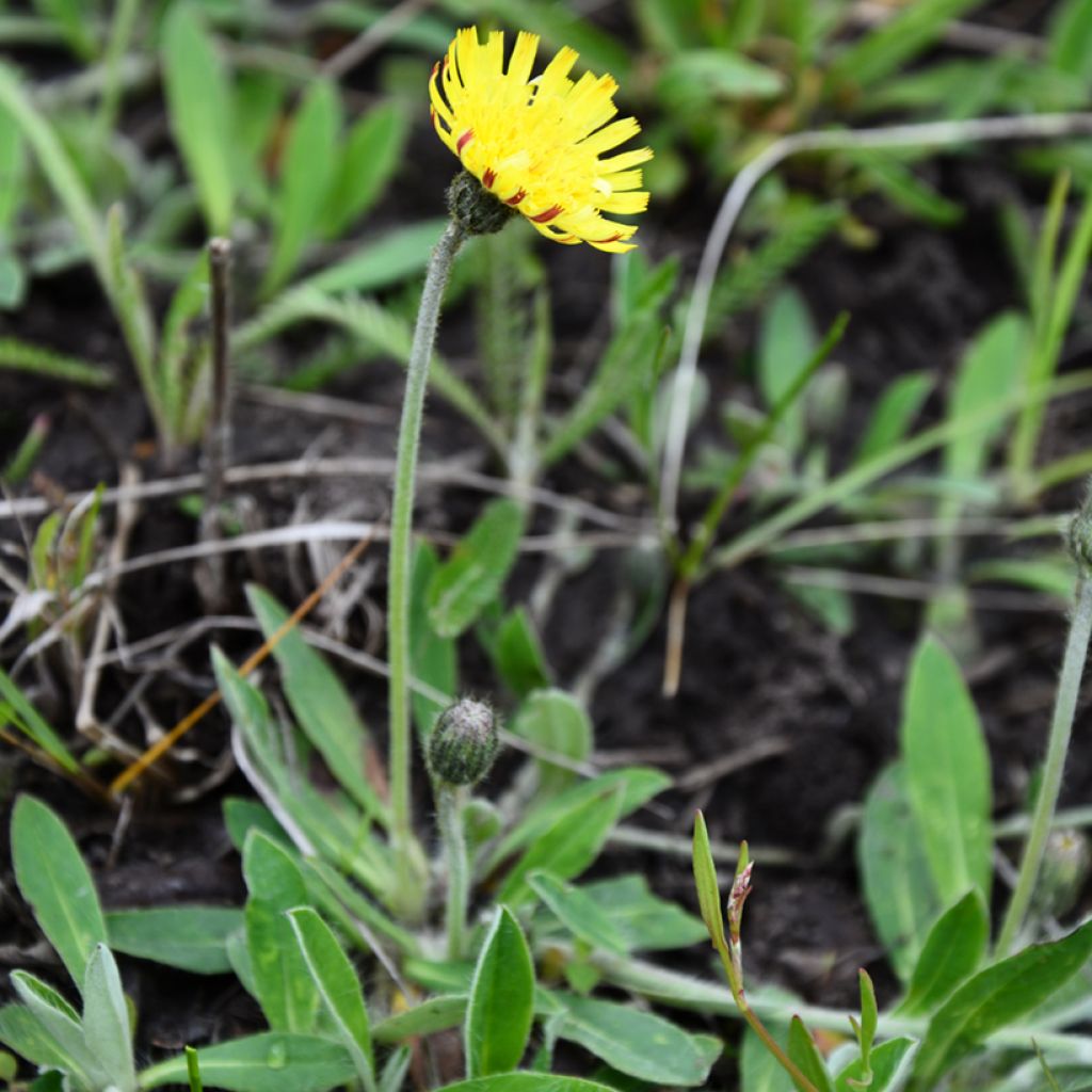 Pilosella officinarum - Mouse-ear Hawkweed, Mouse-ear Hawkbit, Mouse-ear.