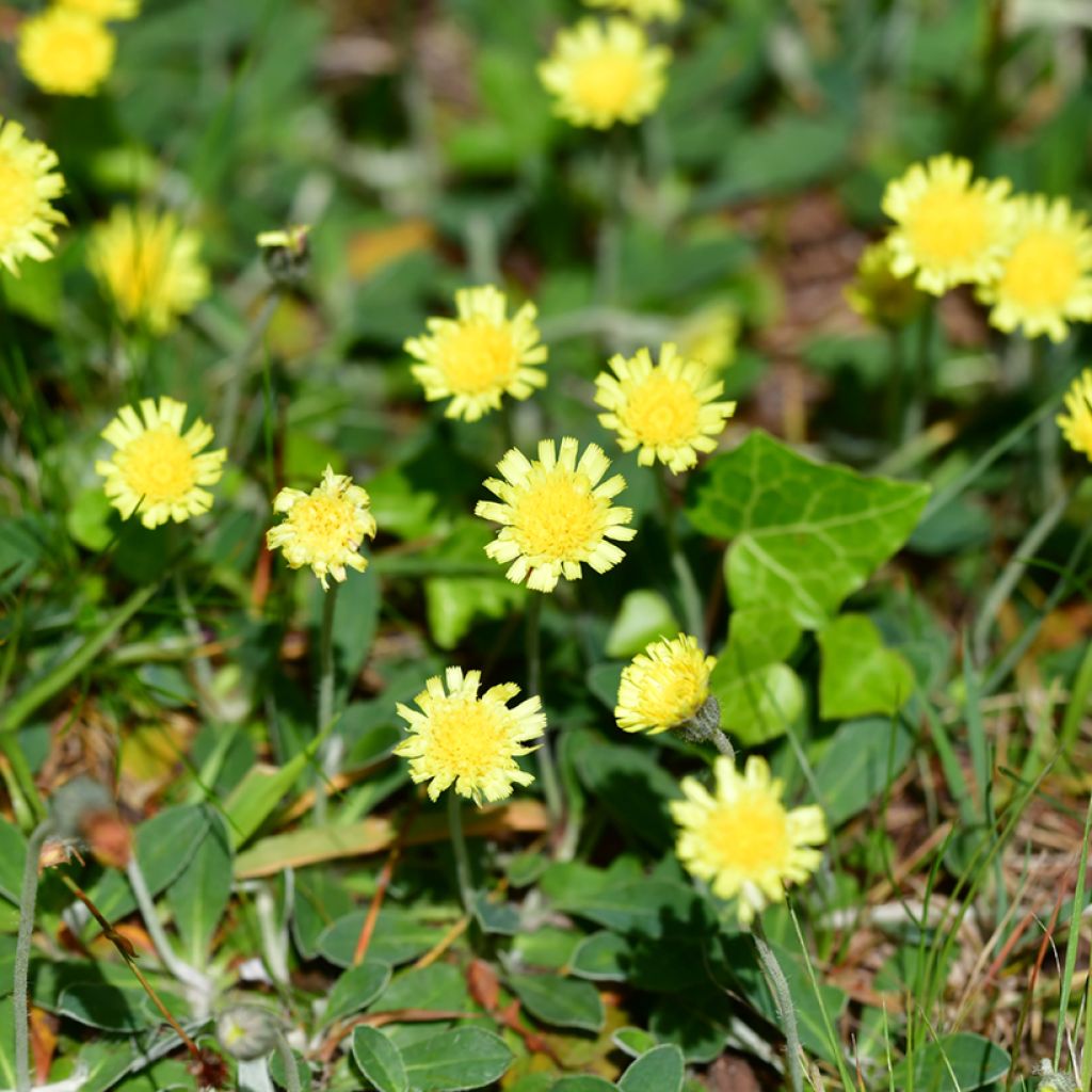 Pilosella officinarum - Mouse-ear Hawkweed, Mouse-ear Hawkbit, Mouse-ear.