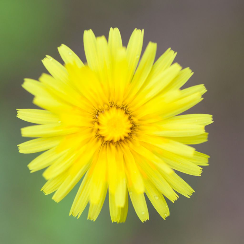 Pilosella officinarum - Mouse-ear Hawkweed, Mouse-ear Hawkbit, Mouse-ear.