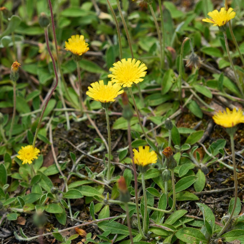 Pilosella officinarum - Mouse-ear Hawkweed, Mouse-ear Hawkbit, Mouse-ear.